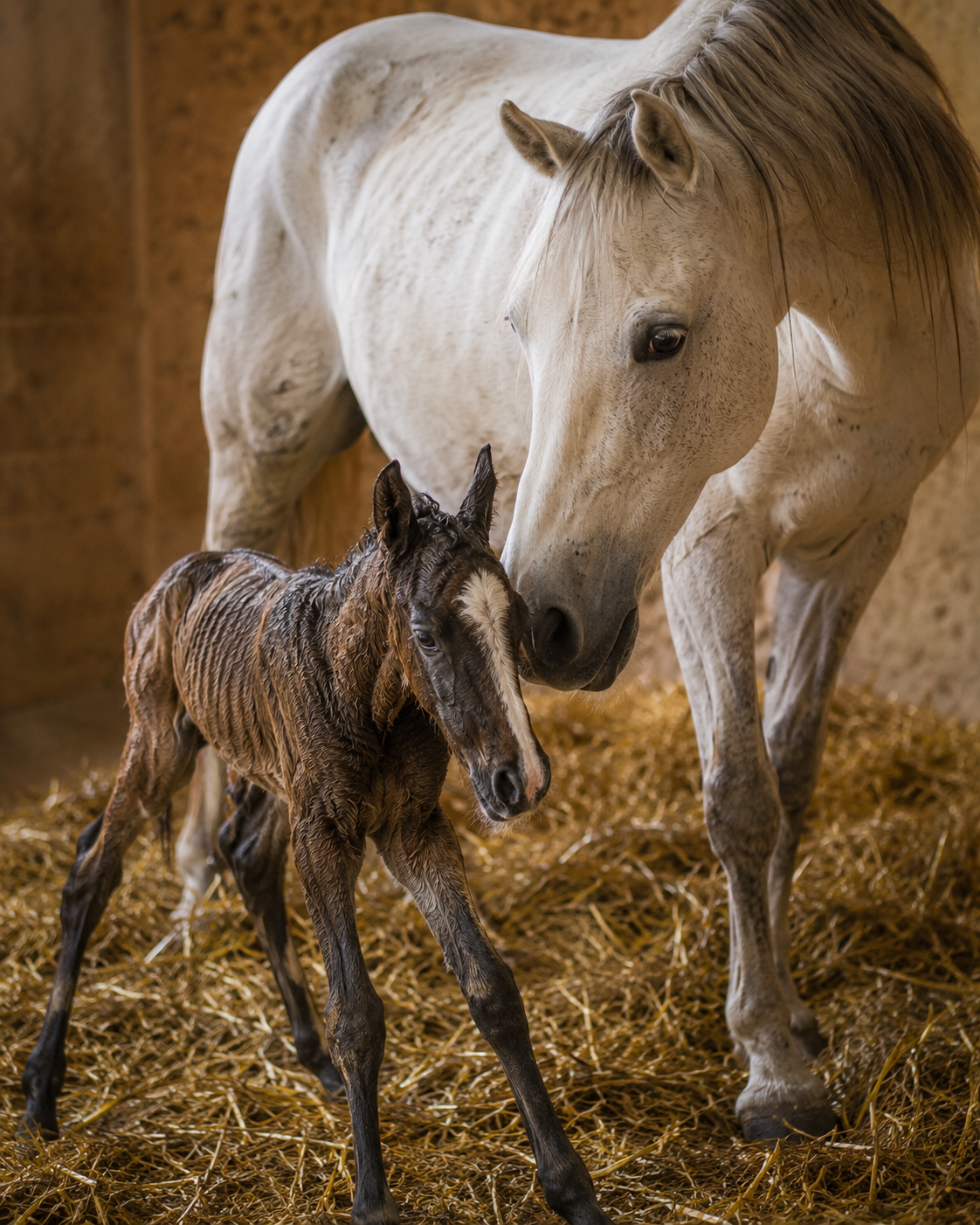 Newborn foal with mare